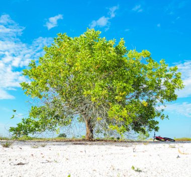 Çorak kumda güzel bir okaliptüs ağacı. Okaliptüs ağaçları kuraklığa dayanıklıdır..