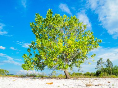 Çorak kumda güzel bir okaliptüs ağacı. Okaliptüs ağaçları kuraklığa dayanıklıdır..
