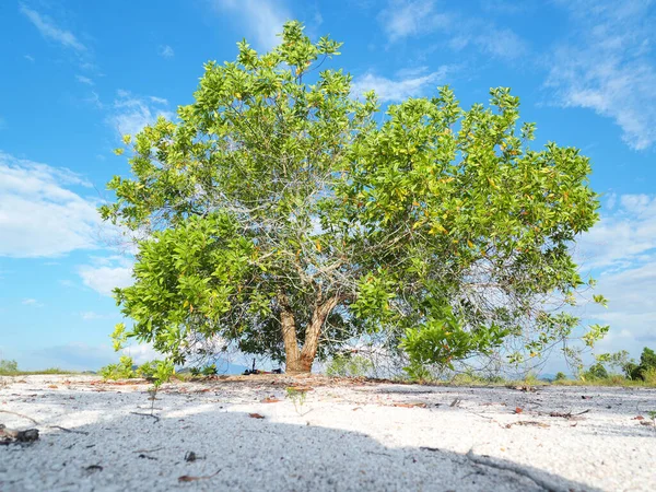 메마른 아름다운 유칼립투스 나무가 있습니다 유칼립투스 나무는 가뭄에 견디는 — 스톡 사진
