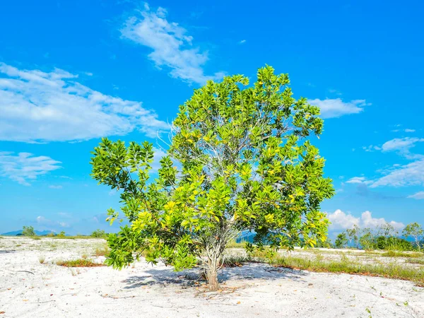 메마른 아름다운 유칼립투스 나무가 있습니다 유칼립투스 나무는 가뭄에 견디는 — 스톡 사진