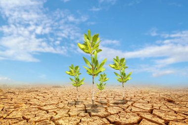 Çorak bir arazide okaliptüs ağaçları. Kurak bölgelerdeki ağaçlar. Okaliptüs ağaçları kuraklığa dayanıklıdır..