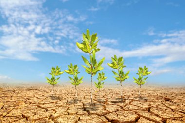 Çorak bir arazide okaliptüs ağaçları. Kurak bölgelerdeki ağaçlar. Okaliptüs ağaçları kuraklığa dayanıklıdır..