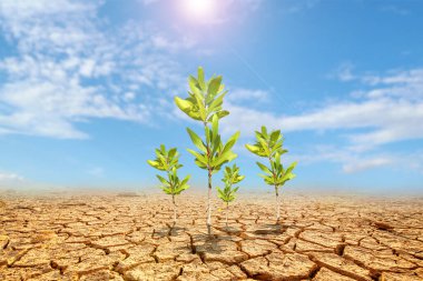 Çorak topraklarda okaliptüs ağaçları. Kurak bölgelerdeki ağaçlar. Okaliptüs ağaçları kuraklığa dayanıklıdır..