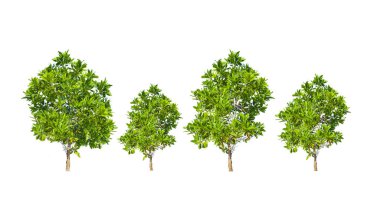 kırpma yolu ile renkli arkaplan üzerinde okaliptüs