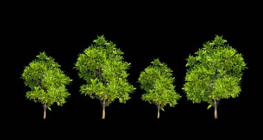 kırpma yolu ile renkli arkaplan üzerinde okaliptüs