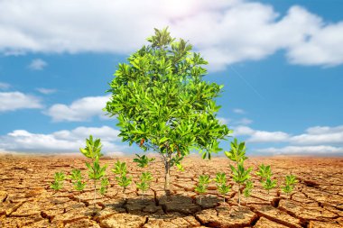 Çorak bir arazide okaliptüs ağaçları. Kurak bölgelerdeki ağaçlar. Okaliptüs ağaçları kuraklığa dayanıklıdır..