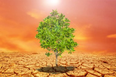 Çorak bir arazide okaliptüs ağaçları. Kurak bölgelerdeki ağaçlar. Okaliptüs ağaçları kuraklığa dayanıklıdır..