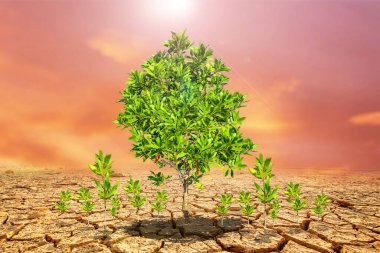 Çorak bir arazide okaliptüs ağaçları. Kurak bölgelerdeki ağaçlar. Okaliptüs ağaçları kuraklığa dayanıklıdır..