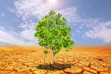 Çorak bir arazide okaliptüs ağaçları. Kurak bölgelerdeki ağaçlar. Okaliptüs ağaçları kuraklığa dayanıklıdır..