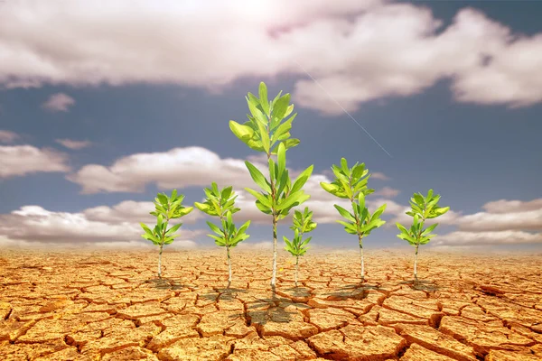 Eucalyptus trees on a barren land. Trees in drought-stricken areas. Eucalyptus trees are drought tolerant.