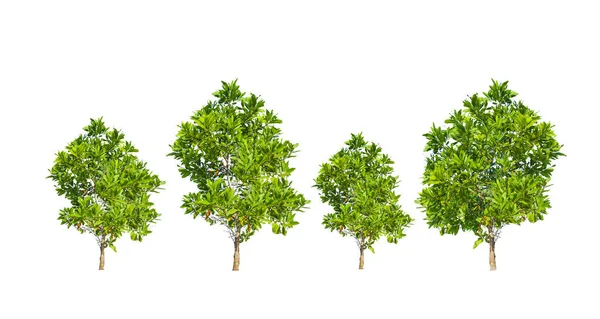 kırpma yolu ile renkli arkaplan üzerinde okaliptüs