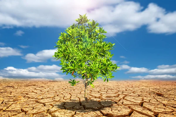 Eucalyptus trees on a barren land. Trees in drought-stricken areas. Eucalyptus trees are drought tolerant.