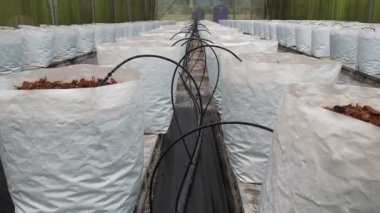 Büyüyen karpuz bitkilerinin sıra sıra görüntüsü