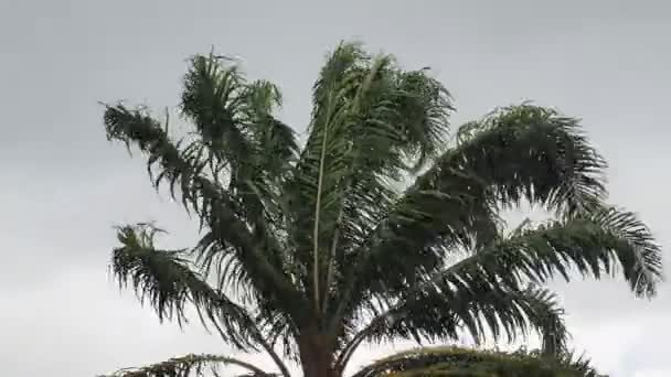 Güçlü Rüzgarlar Yağmur Fırtınaları Ağaçları Yerinden Oynattı — Stok video