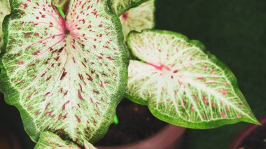 Yaprakları arkaplan olarak kapat