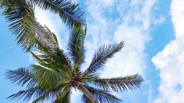 Pofuduk beyaz bulutlarla çevrili açık mavi gökyüzüne uzanan uzun bir palmiye ağacı tropik bir cennetin özünü yakalıyor..