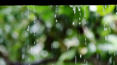 Yeşil yapraklarda yağmur damlaları