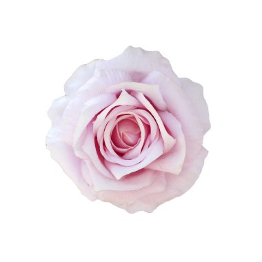 * * Pembe bir gülün detaylı bir yakın çekimi, narin taç yapraklarını ve yumuşak tonlarını beyaz arka planda sergiliyor.