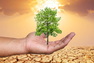 İnsan kaynakları kavramı, elinde ağaç ve insan eliyle