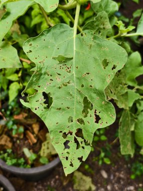 Ağacın üzerindeki salatalığı kapat.