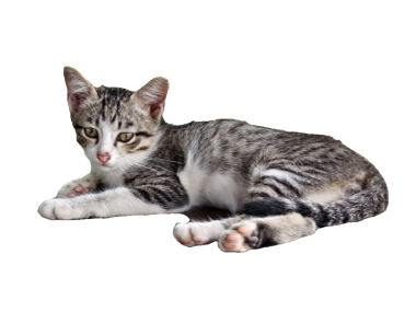 Soyutlanmış arka planda yatan sevimli kedi..