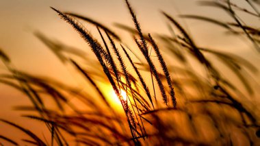 Sahada gün batımı, doğa ve günbatımı. Ormanda güzel bir gün batımı.