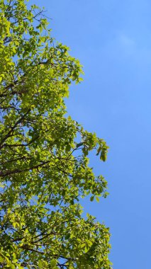 Parlak mavi gökyüzüne uzanan yemyeşil ağaç dalları güneşli bir günde doğanın güzelliğini sergiliyor..