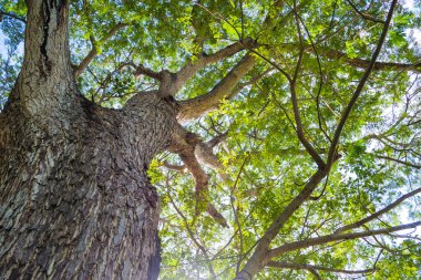 Parlak yeşil yaprakları ve güneş ışığının aktığı yüksek bir ağaç manzarası barışçıl ve doğal bir atmosfer yaratıyor..