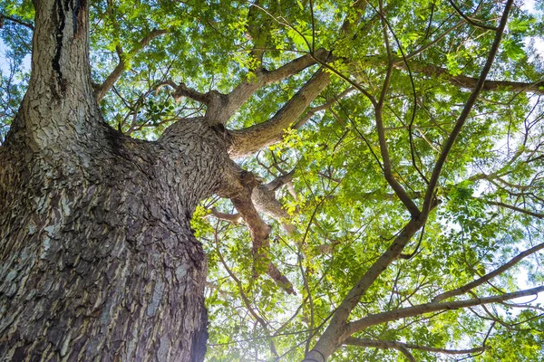 Parlak yeşil yaprakları ve güneş ışığının aktığı yüksek bir ağaç manzarası barışçıl ve doğal bir atmosfer yaratıyor..
