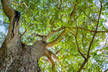 Parlak yeşil yaprakları ve güneş ışığının aktığı, huzurlu bir doğal manzara yaratan büyük bir ağacın yukarıdan görünüşü..