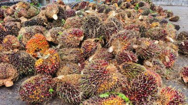 Bitki örtüsü ortamında toplanan yağlı palmiye meyvelerinin yakın plan çekimlerinde canlı renkler ve dokular sergilenir..