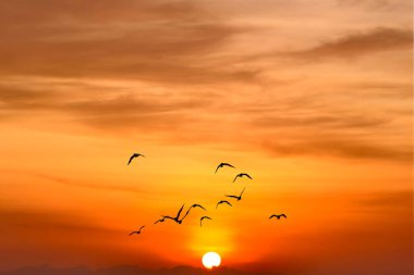Gün batımında uçan martılar