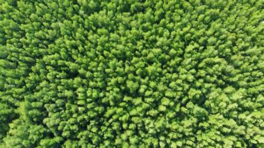 Tayland 'ın Krabi eyaletindeki yemyeşil mangrov ormanının havadan çekilmiş fotoğrafı. İnanılmaz Tayland.