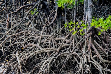 Ormanda kök salmış mangrov ağaçları..