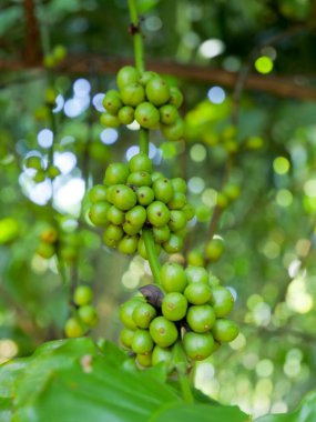 Ağaçtaki yeşil kahve çekirdekleri