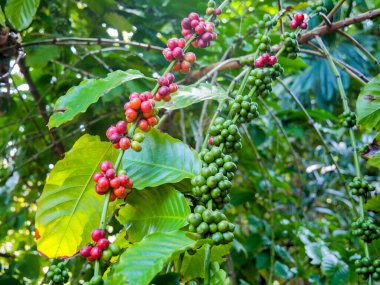 Vietnam 'ın kuzeyinde ağaçta olgunlaşan kahve çekirdekleri.