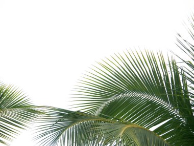Beyaz arkaplanda palmiye yaprağı