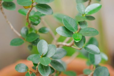 Ficus annulata in pota. Genellikle süs bitkisi olarak yetiştirilir, güzel yeşil yapraklar..                              