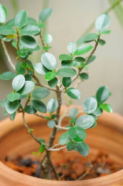 Ficus annulata in pota. Genellikle süs bitkisi olarak yetiştirilir, güzel yeşil yapraklar..                                                             