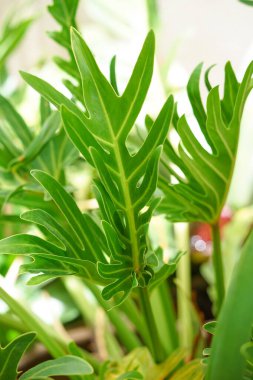 Philodendron (Philodendron xanadu Hırvat), Brezilya 'da yetişen, saksı bitkisi olarak yetiştirilen ve süs bitkisi olarak yerleştirilen bir bitki..                               