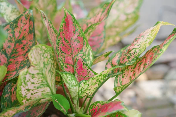 Aglaonema Uma Planta Ornamental Bonito Pequeno Dossel Compacto Deixa Variedade — Fotografia de Stock