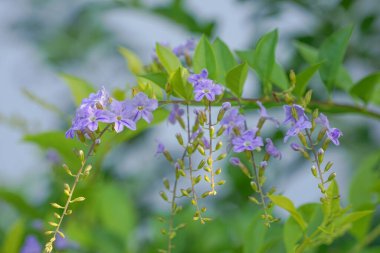 Golden Dewdrop, Japan Camillia, Pigeon berry, Sky flower (Duranta erecta L) .Meksika 'dan Güney Amerika' ya ve Karayipler 'e özgüdür.                                                   