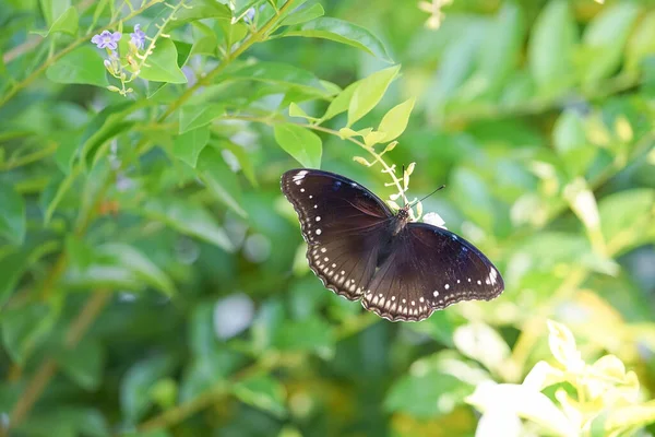 Vista Superior Una Mariposa Negra Chupando Néctar Árbol Flores Rocío —  Fotos de Stock