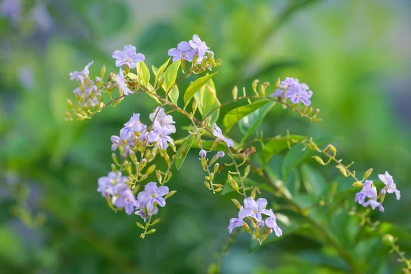 金露珠 日本金银花 白鸽莓 蓝天花 原产于墨西哥 南美和加勒比地区 是一种观赏植物 也是观赏花卉的常用树种 — 图库照片