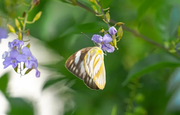 Bir Kelebek Sabah Vakti Altın Bir Çiğ Tanesinden Nektar Emiyor — Stok fotoğraf