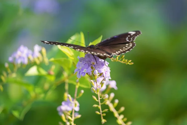 Siyah Bir Kelebeğin Altın Bir Çiğ Damlasından Nektar Emdiği Sabah — Stok fotoğraf
