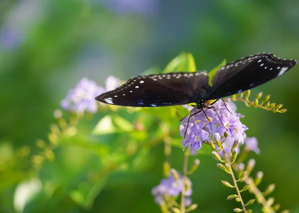 Siyah Bir Kelebeğin Altın Bir Çiğ Damlasından Nektar Emdiği Sabah — Stok fotoğraf