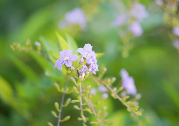 ゴールデン ドロップ 日本カミリア ピジョン ベリー スカイ フラワー Duranta Erecta メキシコから南米やカリブ海に自生し — ストック写真