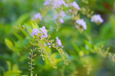    Golden Dewdrop, Japan Camillia, Pigeon berry, Sky flower (Duranta erecta L) .Meksika 'dan Güney Amerika' ya ve Karayipler 'e özgüdür.                                                