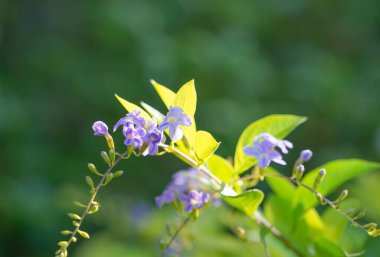 Golden Dewdrop, Japan Camillia, Pigeon berry, Sky flower (Duranta erecta L) .Meksika 'dan Güney Amerika' ya ve Karayipler 'e özgüdür.                                                   